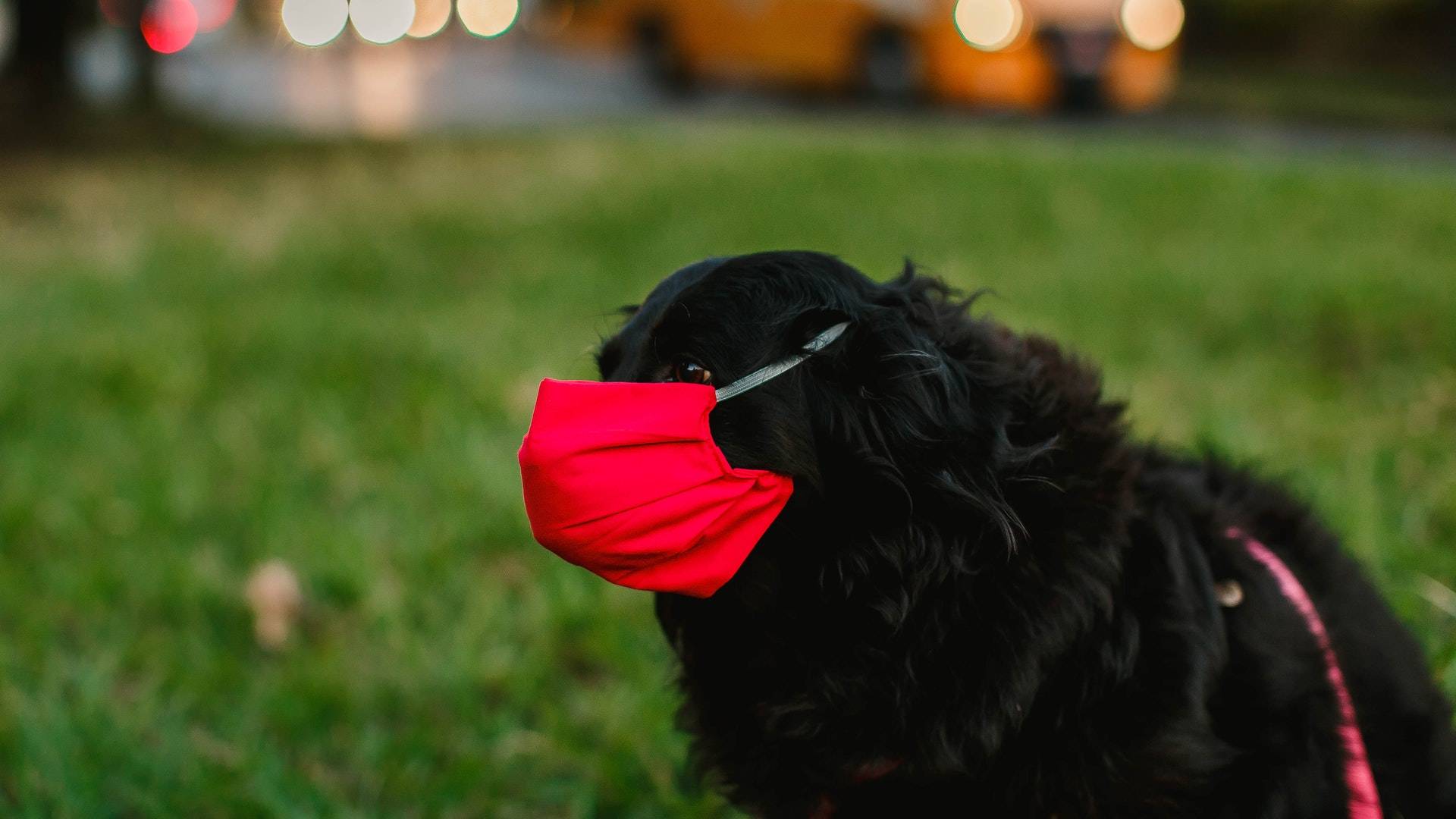 Pet Vaccinations Eastern KY Country Hills Veterinary Hospital