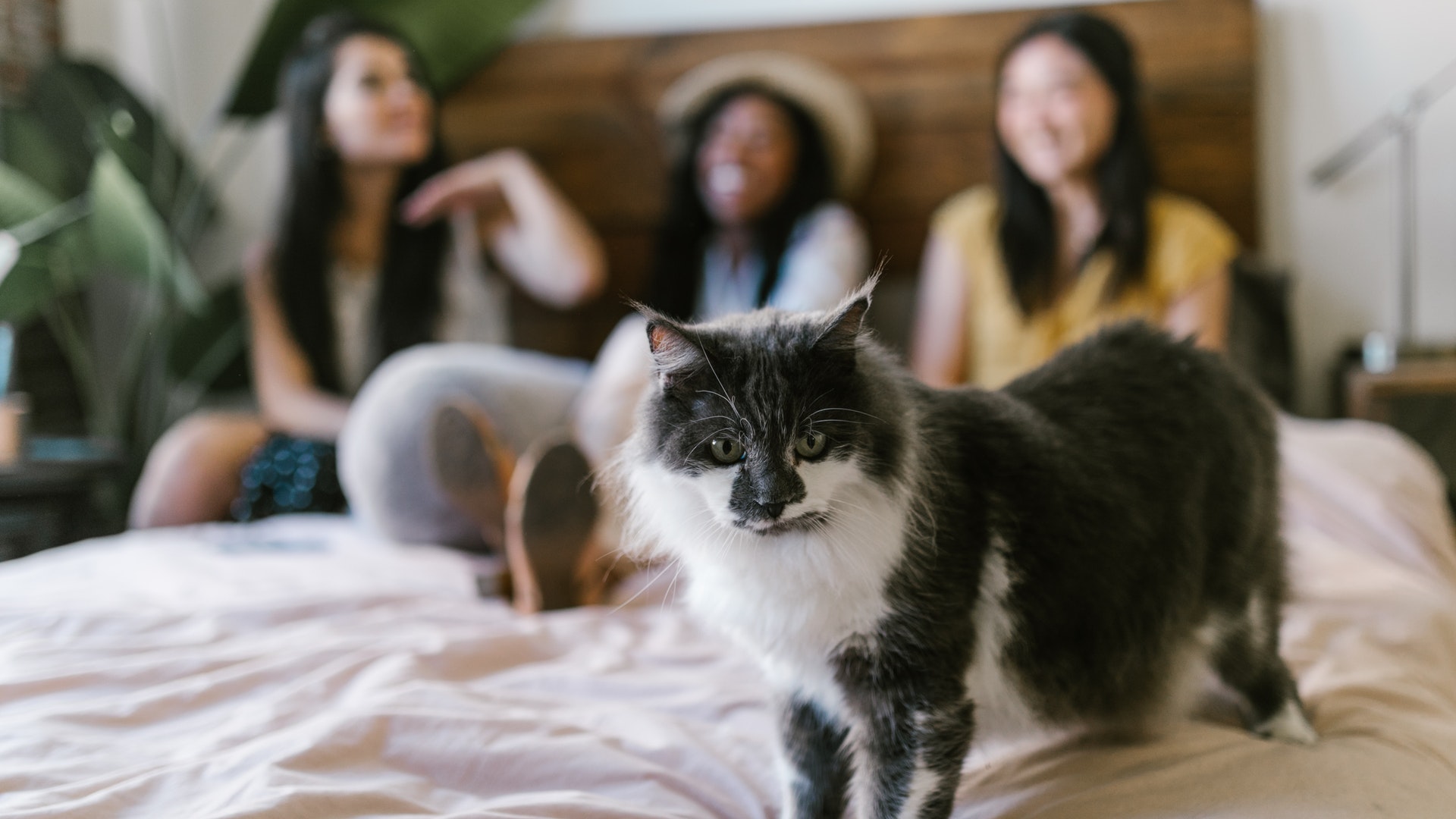 Pet Boarding Eastern KY Country Hills Veterinary Hospital