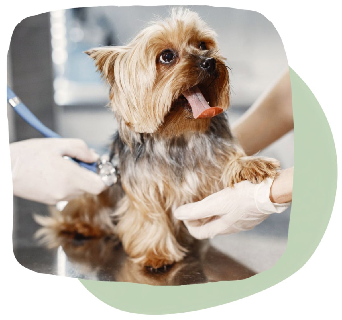 Pet Emergency and Critical Care