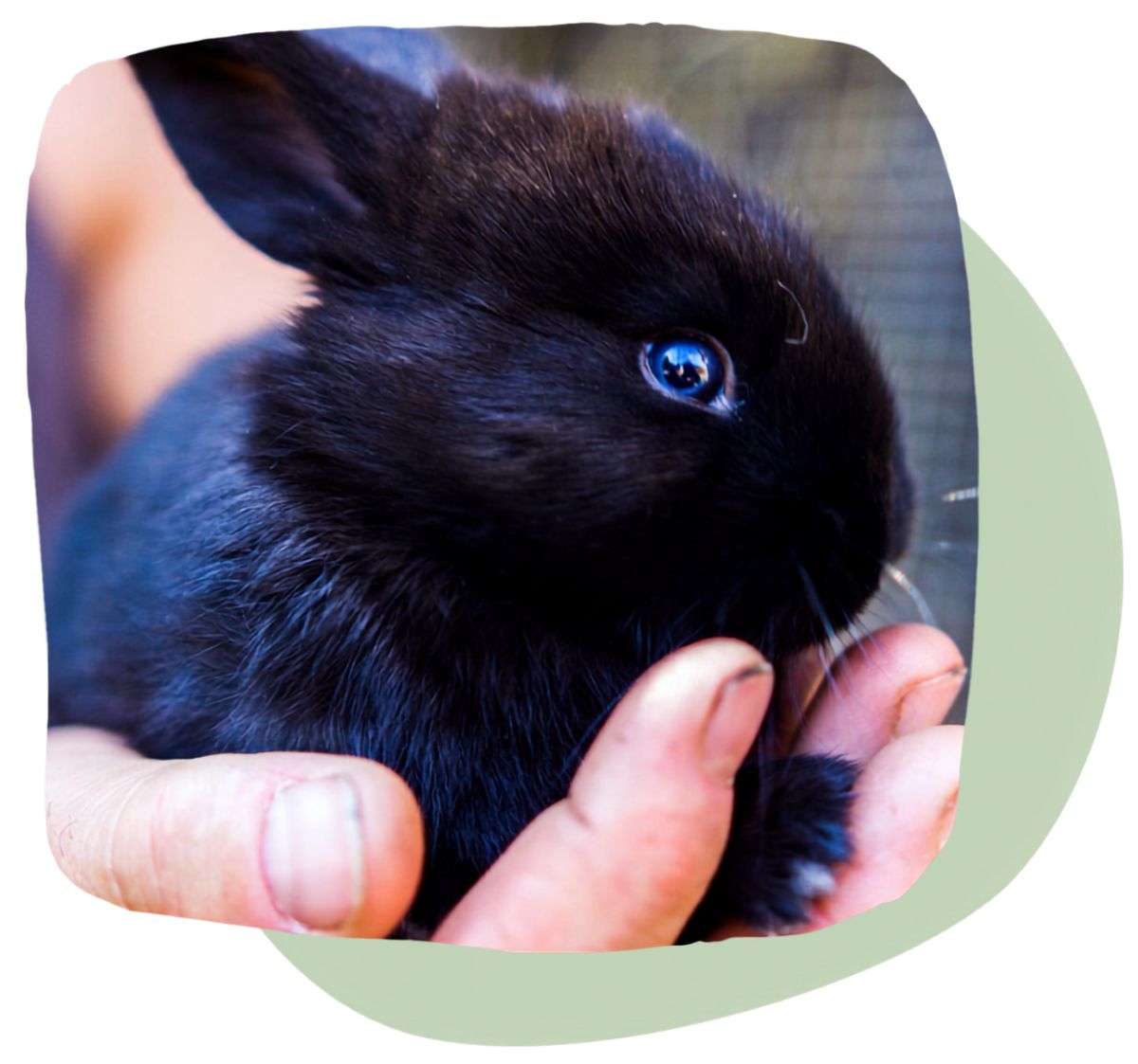 Pet Rabbits and Small Mammals