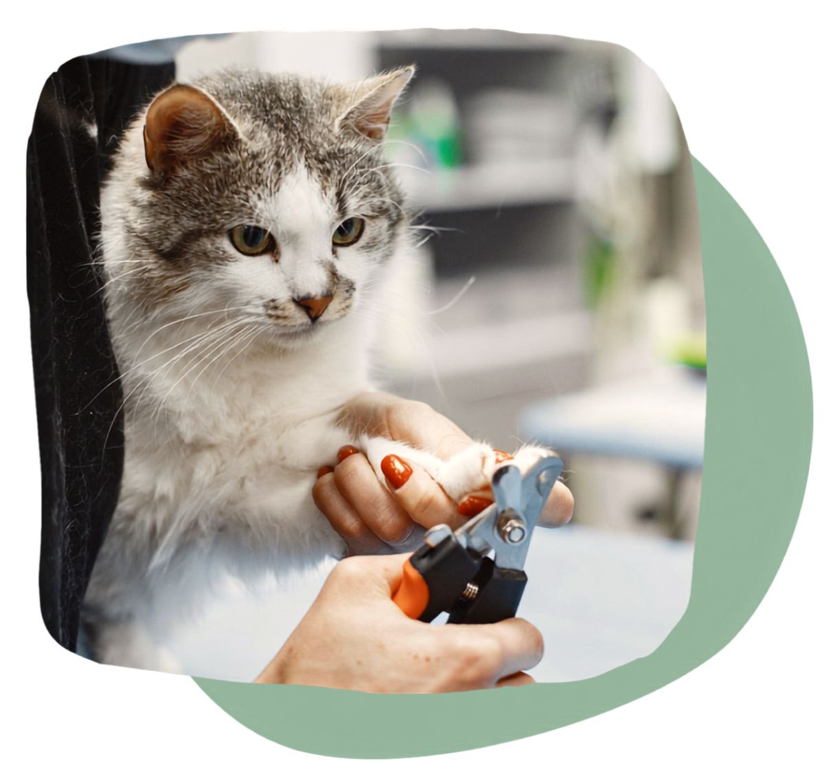 Pet Grooming