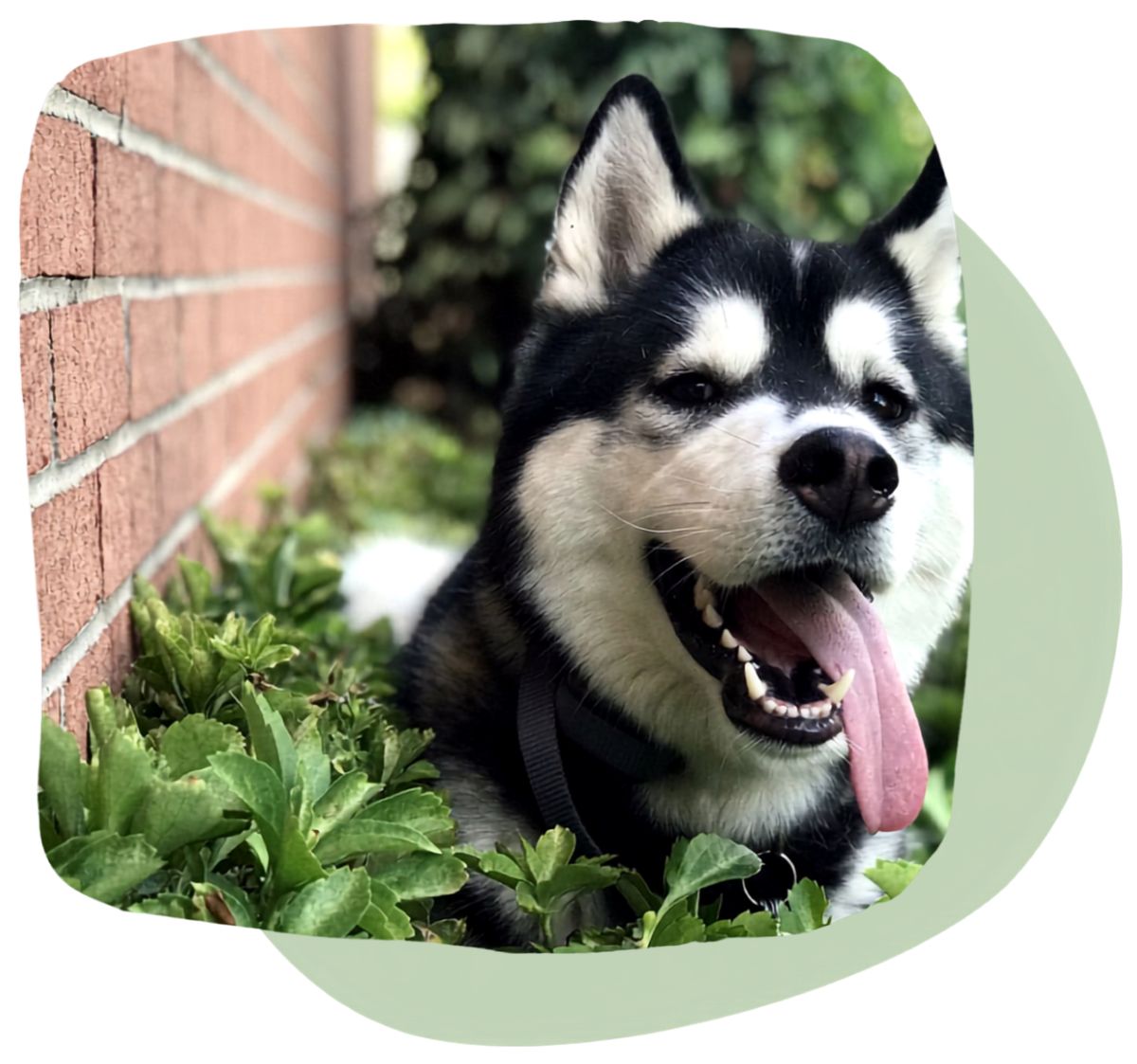 Pet Dental