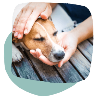 pet emergency care