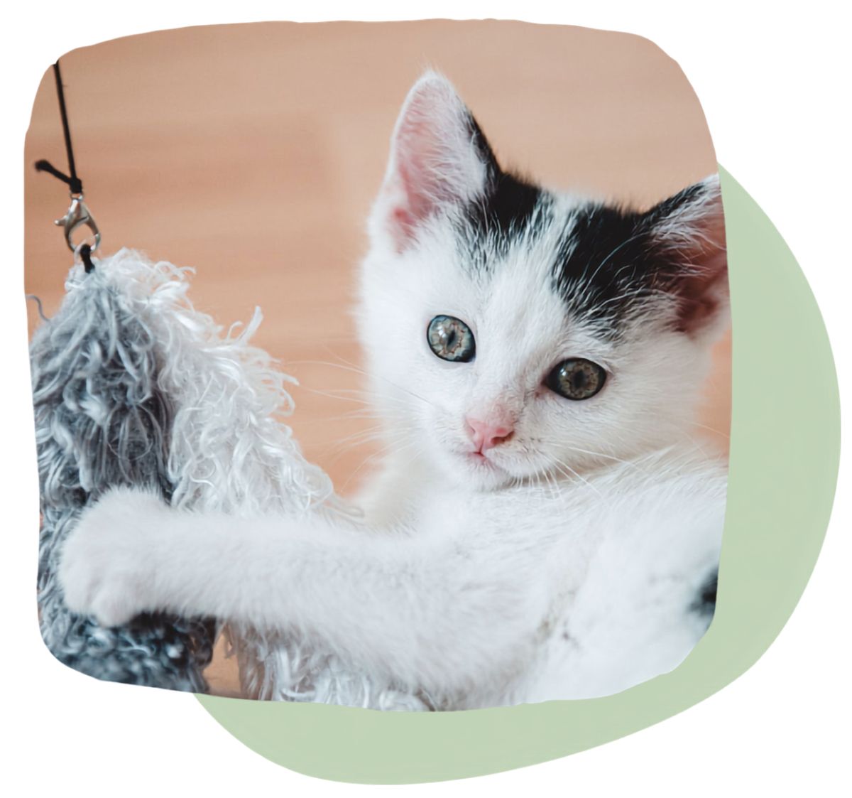 Pet House Calls