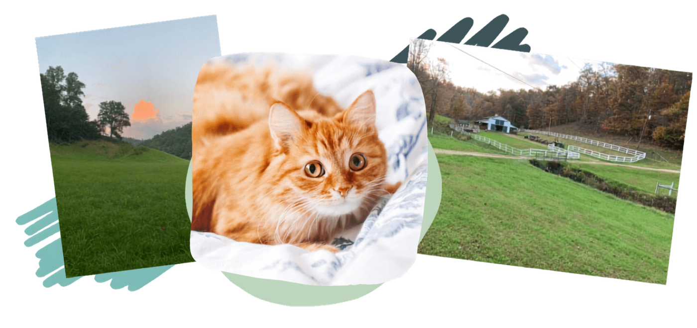 photo collage of cat and Kentucky landscape