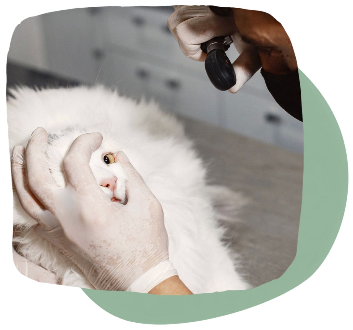 Pet Laser Therapy