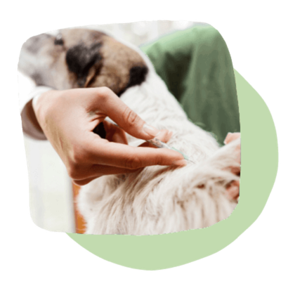 pet vaccinations