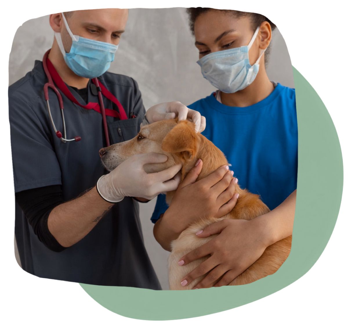 Pet Parasite Prevention and Control