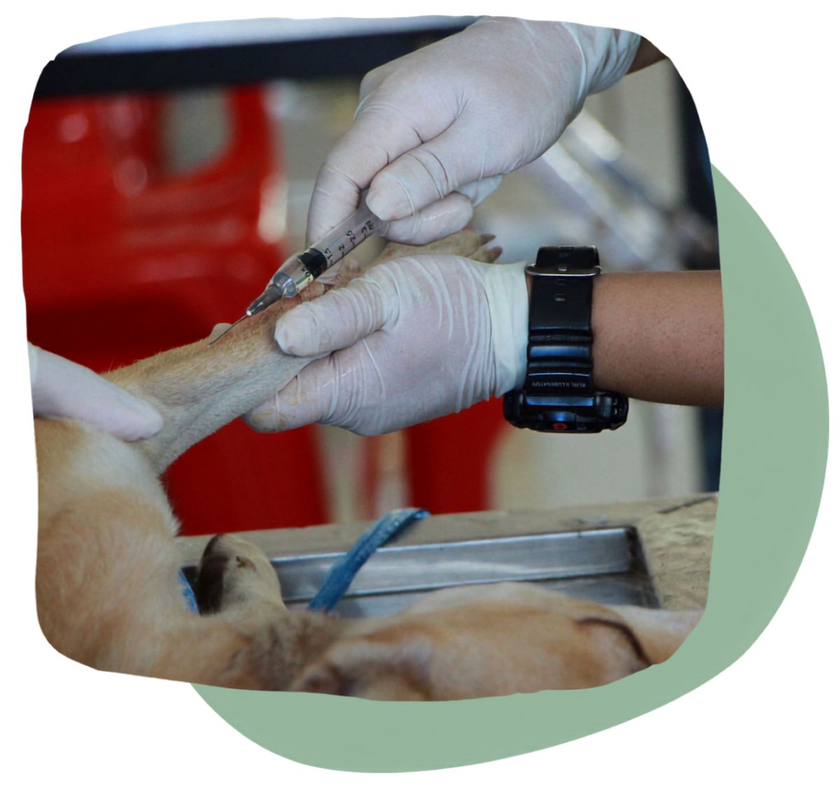 Pet Senior Care